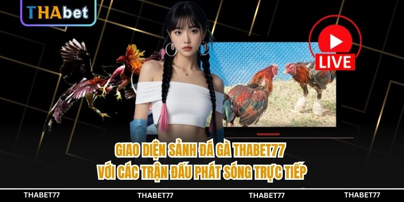 Giao diện sảnh đá gà THABET77 với các trận đấu phát sóng trực tiếp