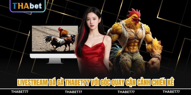 Livestream đá gà THABET77 với góc quay cận cảnh chiến kê